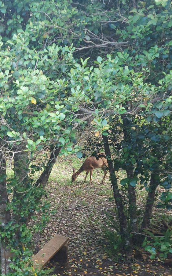 Entre Mer Et Foret Beach House Garden Route Natureʼs Valley Exterior foto